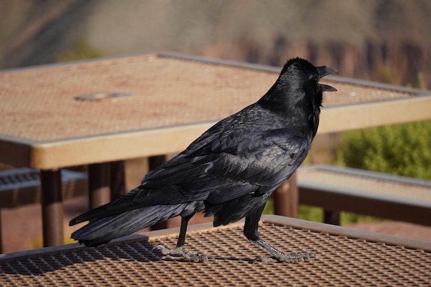 光沢のある黒い羽を持つ偉大なアメリカのカラス。