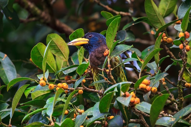 Great barbet in the nature