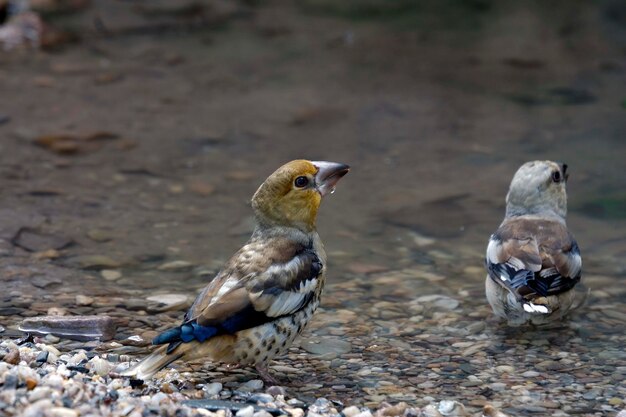 The great bill is a species of passerine bird in the family fringillidae