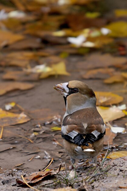 大きな法案は、アトリ科のスズメ目の鳥の一種です