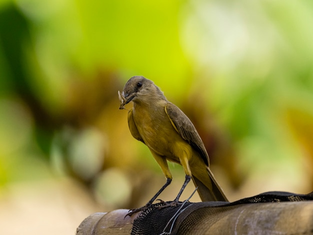 Большеклювая птица (Pitangus sulphuratus) с жуками в клюве для угощения птенцов в гнезде, которая считается одной из самых популярных птиц в Бразилии, является одной из первых, которая начинает кричать на рассвете.