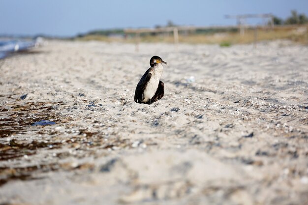 Grande cormorano nero, phalacrocorax carb, asciuga le piume sulla spiaggia.