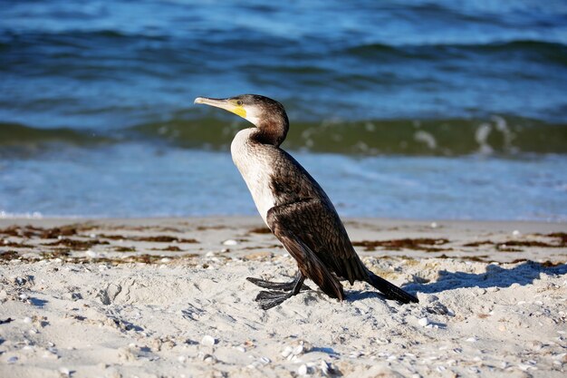 Большой черный баклан Phalacrocorax carb сохнет на берегу моря.