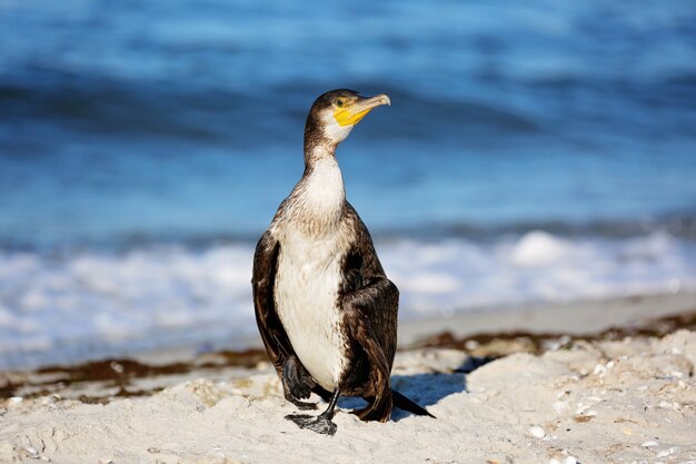 Great black cormorant, Phalacrocorax carb, dry feathers on the sea beach. Close-up.