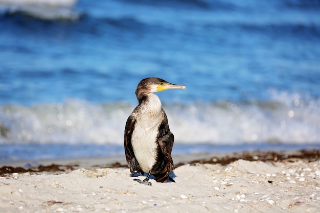 Большой черный баклан, Phalacrocorax carb, на берегу моря.