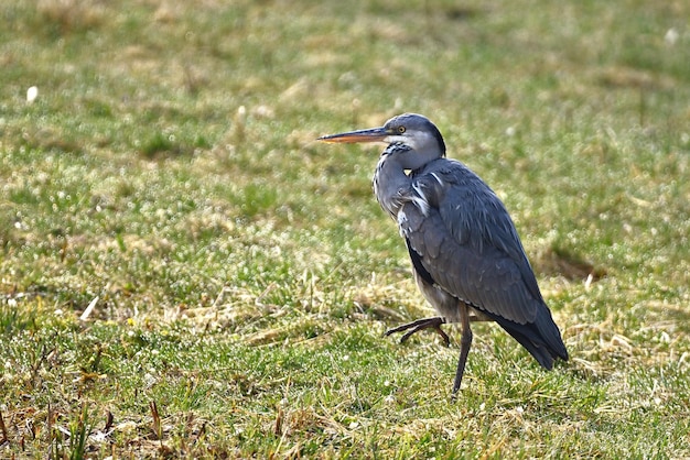 great blue heron ardea cinerea