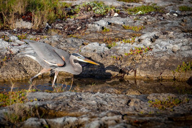 Photo the great blue heron ardea herodias