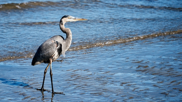 Great blue heron bird walking on sand in San Diego