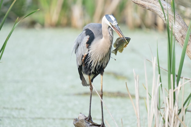 Photo great blue heron catches a fish while perched on a tree limb in the wetlands on a sunny day