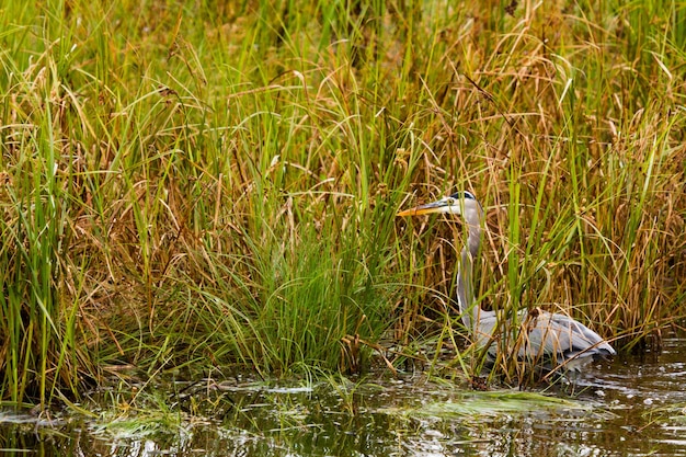 Great blue heron in native habitat on South Padre Island, TX.