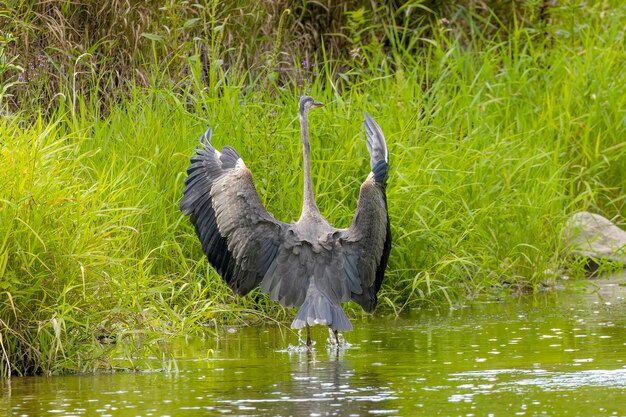 Photo great blue heron on the river