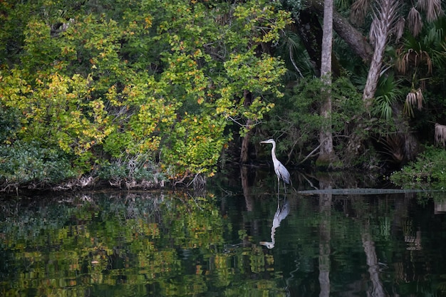 The great blue heron sitting in water