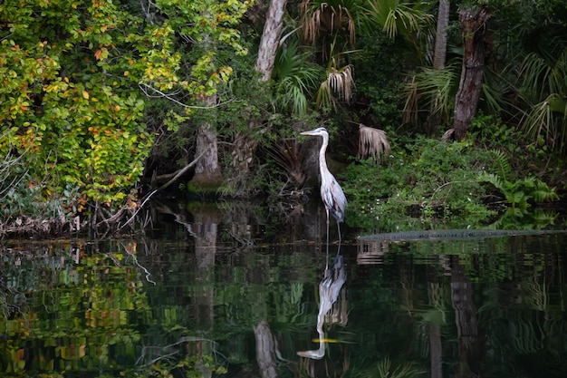 The great blue heron sitting in water