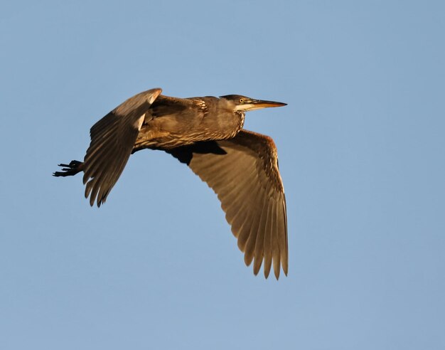 Photo great blue heron