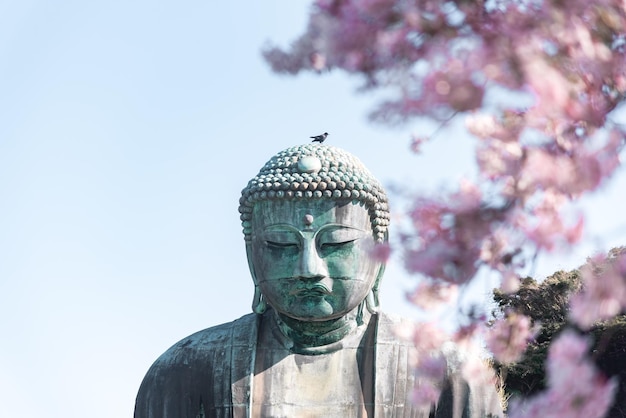 Photo great buddha at kotokuin with beautiful cherry blossoms kamakura japan