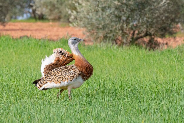 Great bustard Otis tarda Ciudad Real Spain