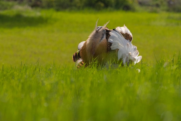 Great bustard Otis tarda Ciudad Real Spain