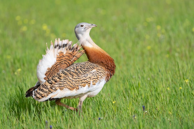 Great bustard Otis tarda Ciudad Real Spain