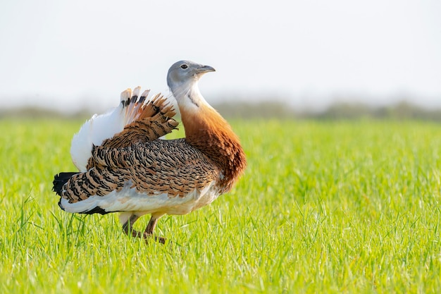 Great bustard Otis tarda Ciudad Real Spain