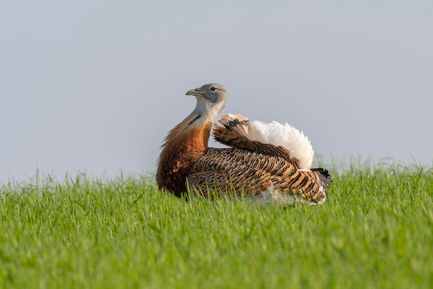 Great bustard (Otis tarda) 시우다드 레알, 스페인