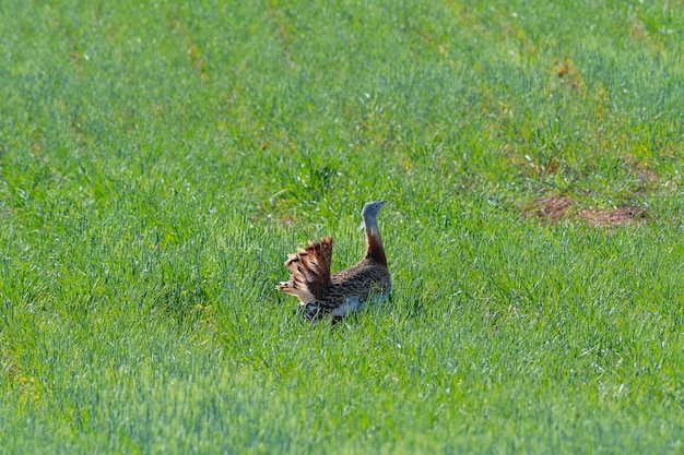 Great bustard (Otis tarda) 시우다드 레알, 스페인