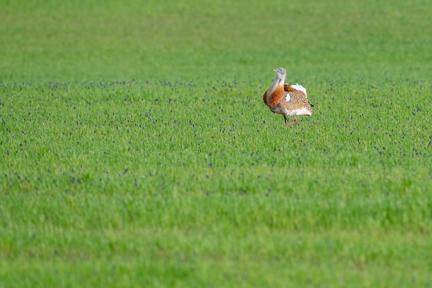 Great bustard (Otis tarda) 시우다드 레알, 스페인