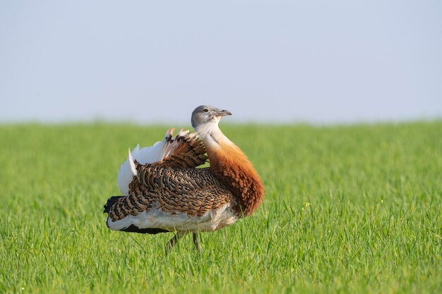 Great bustard (Otis tarda) 시우다드 레알, 스페인