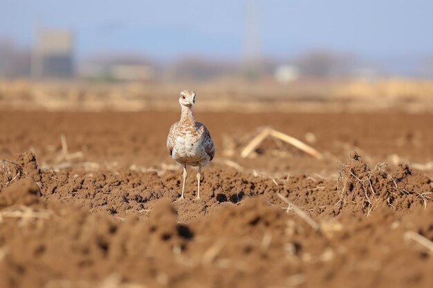 Photo great bustard otis tarda ciudad real