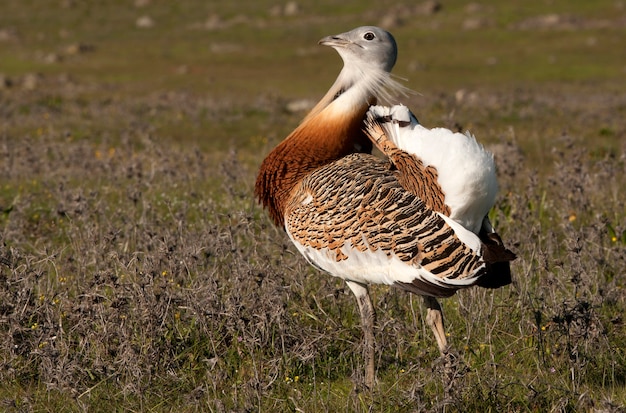 Great bustard. Otis tarda