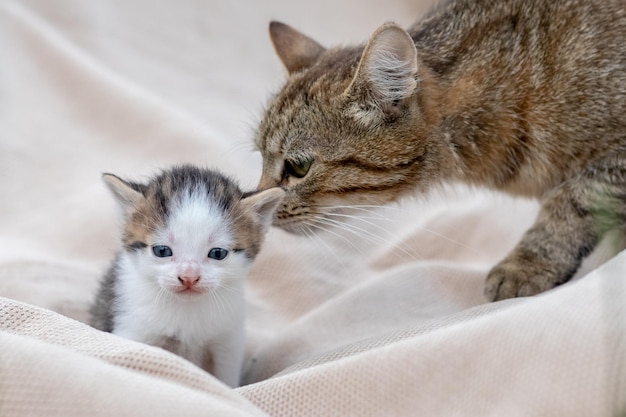 The Great Cat looks to a small kitten in the bedroom on the bed