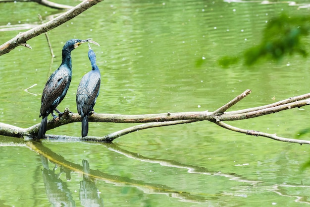 Great Cormoran perched on a branch in a lake