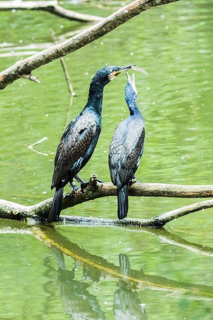 Great Cormoran perched on a branch in a lake