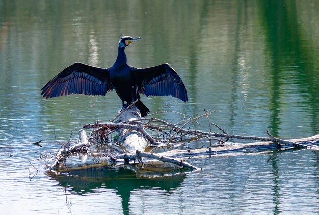 The great cormorant known as the great black cormorant drying its outstretched wings in the sun