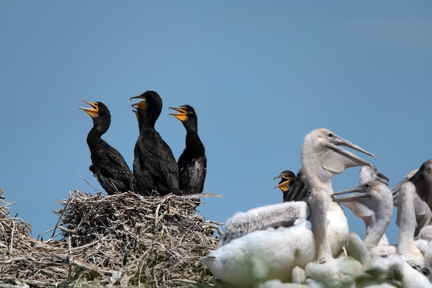 사진 그레이트 가마우지 또는 phalacrocorax carbo 번식 식민지