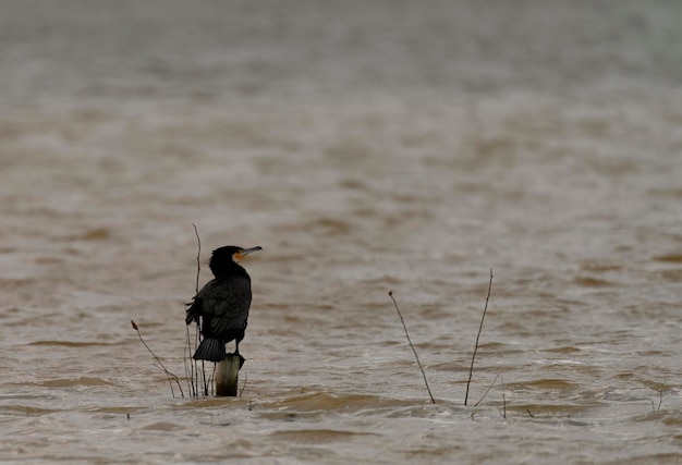 Great Cormorant Perched Solitarily in Rough Water
