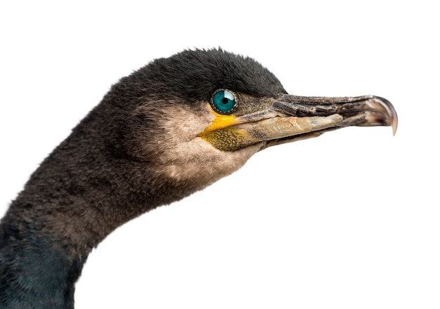 カワウ、Phalacrocorax carbo、ホワイトスペースに対するカワウとしても知られています