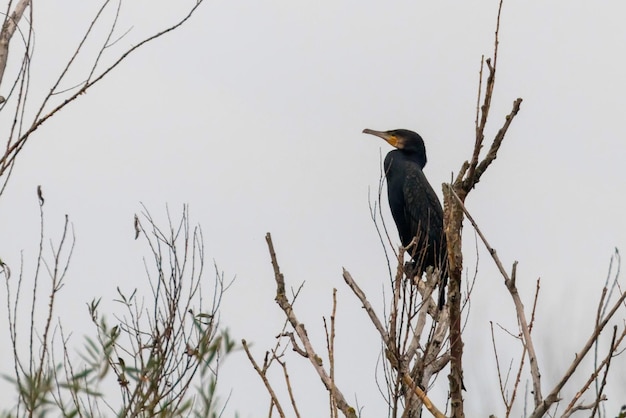 Great Cormorant (Phalacrocorax carbo) Resting on a tree