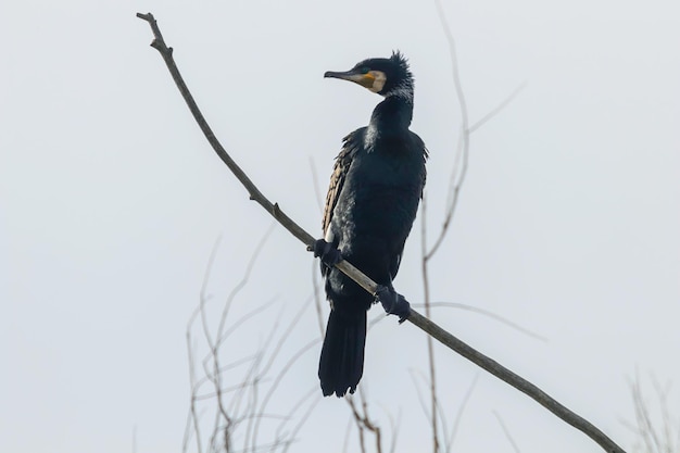 Photo great cormorant (phalacrocorax carbo) resting on a tree