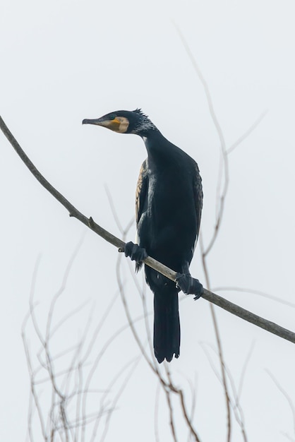 나무 위에서 쉬고 있는 큰 가마우지(Phalacrocorax carbo)