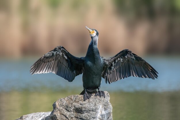 カワウPhalacrocoraxcarbo