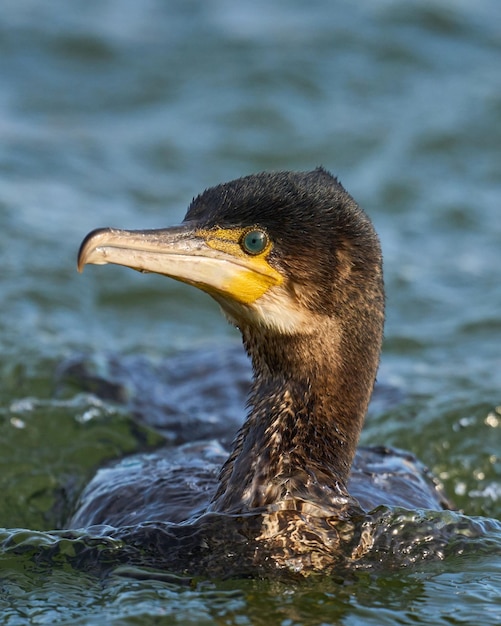 Great cormorant Phalacrocorax carbo