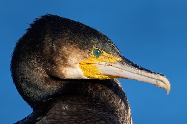 Большой баклан Phalacrocorax carbo