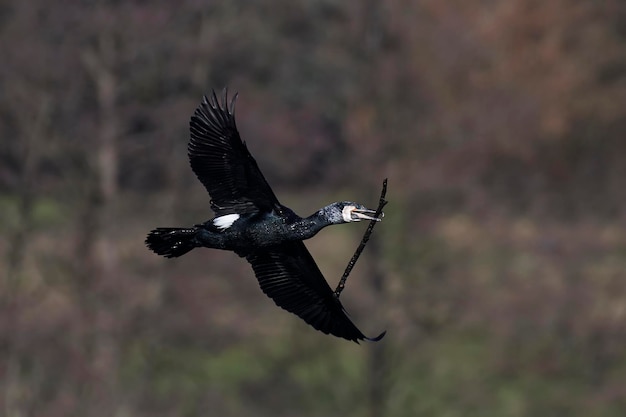 Большой баклан Phalacrocorax carbo