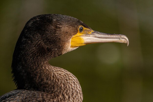 Photo great cormorant purched on a stone beside a lake