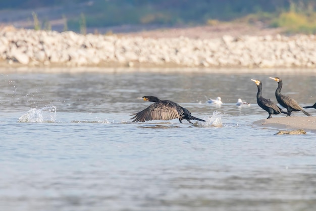 Большой баклан взлетает с песчаного побережья (Phalacrocorax carb)