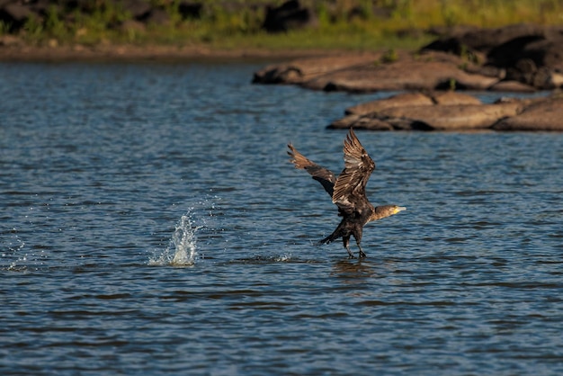 Grande cormorano