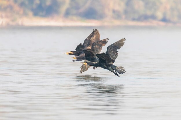 水上を飛ぶカワウ（Phalacrocorax carbo）