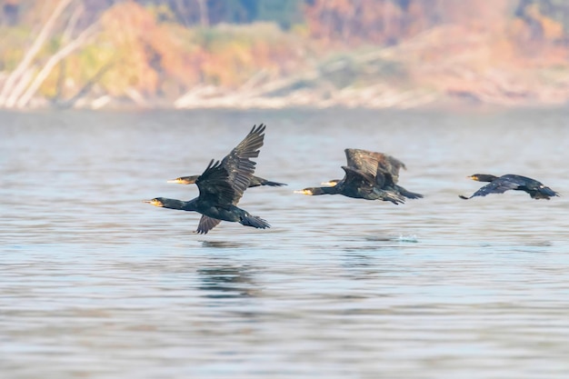 Great Cormorants Flying Over Water Phalacrocorax carbo