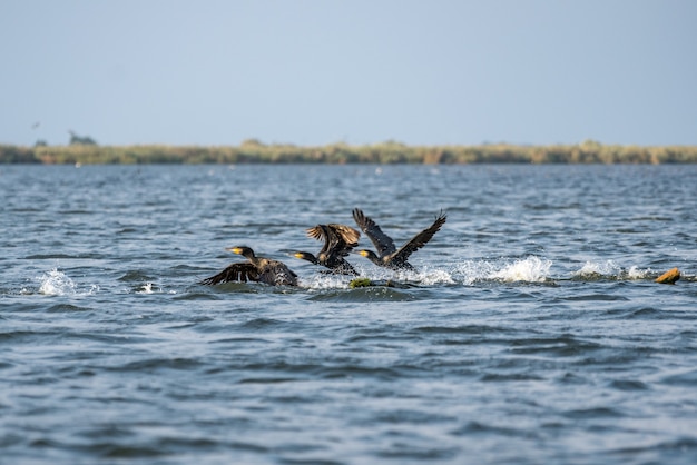 다뉴브 삼각주의 큰 가마우지(phalacrocorax carbo)