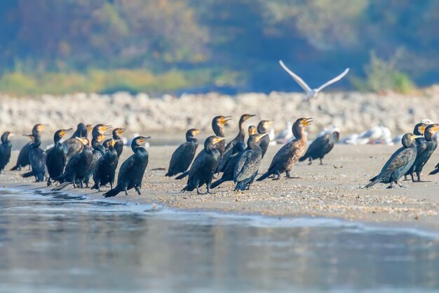 모래 해안에서 쉬고 있는 큰 가마우지(Phalacrocorax carbo)